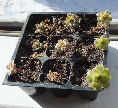 Seed aeonium photo of seedlings