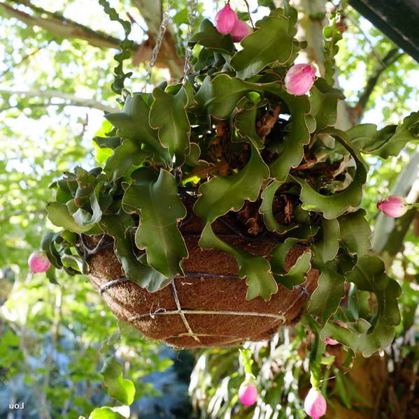 Epiphyllum guatemalan Epiphyllum guatemalense fotografie