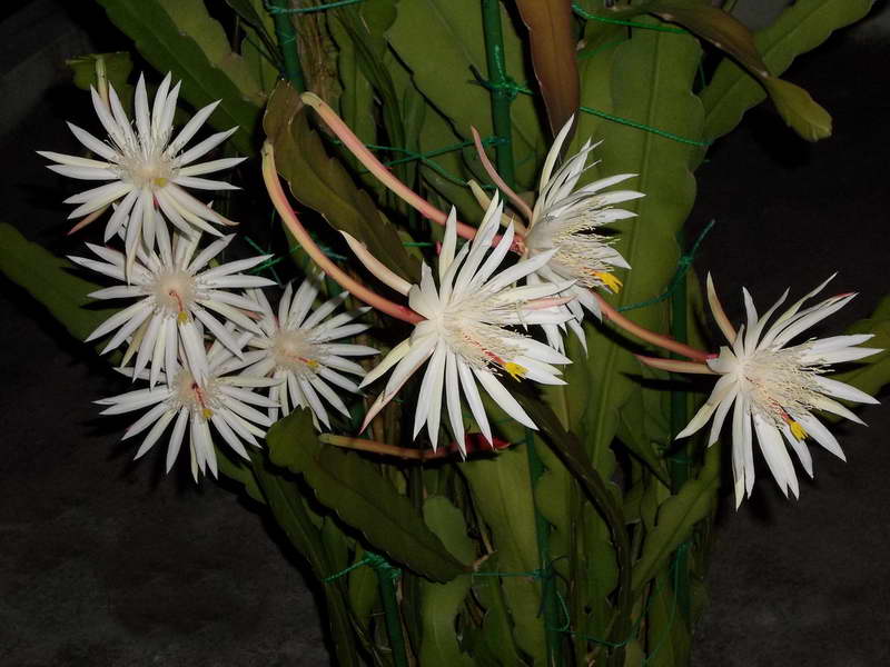Снимка на Епифилум на Хукър Epiphyllum hookeri