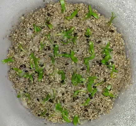 Epiphyllum dari biji foto anak benih