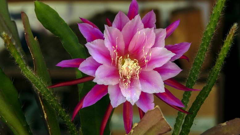 Epiphyllum indoor reproduction and home care photo of flowers