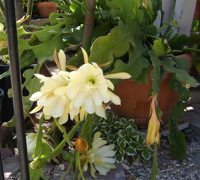 Foto Epiphyllum bergerigi Epiphyllum crenatum
