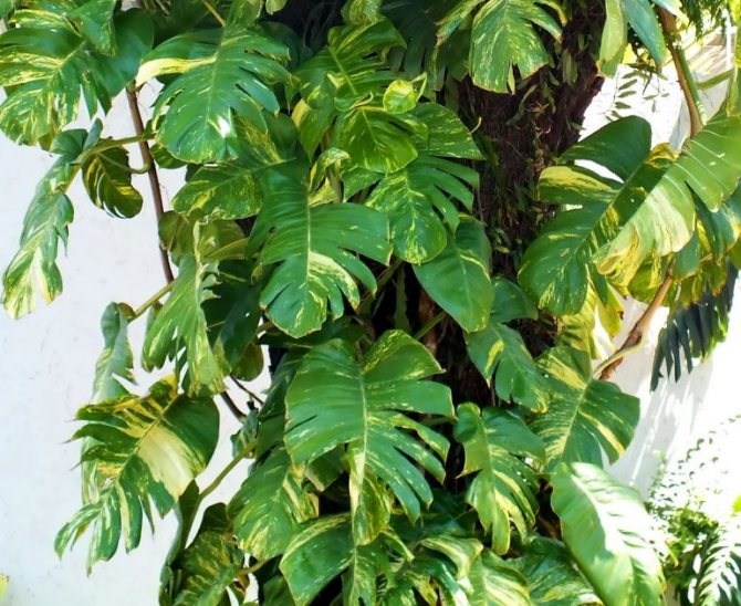 Epipremnum pinnatum (Epipremnum pinnatum)
