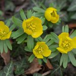 Erantis the wintering blooms with a yellow carpet