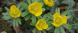 Erantis övervintrar blommar med en gul matta