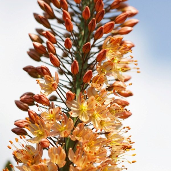 Eremurus هي زهرة ذات جمال غير عادي يمكنها تزيين أي منطقة