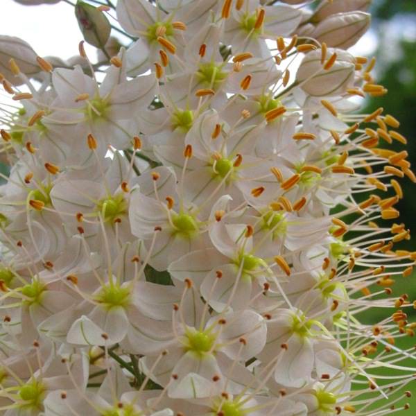 Eremurus هي زهرة ذات جمال غير عادي يمكنها تزيين أي منطقة