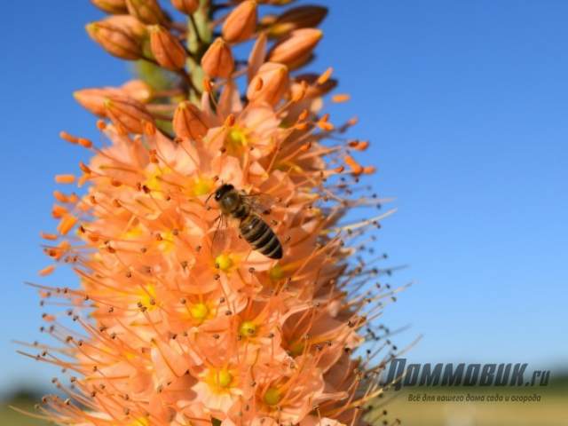 نبات العسل eremurus