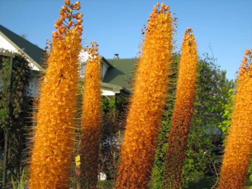 Eremurus planteras på ett avstånd av 30-40 cm i en rad och på ett avstånd av 60-70 cm mellan raderna