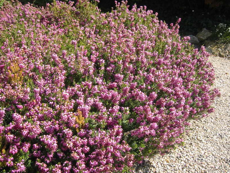 Foto Erica roșcată sau pe bază de plante Erica herbacea sau Erica carnea