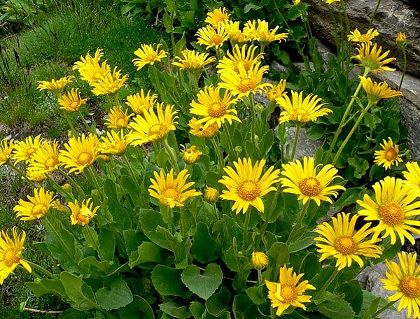 Even more in comparison with chamomiles, the wide leaves of doronicum are striking.