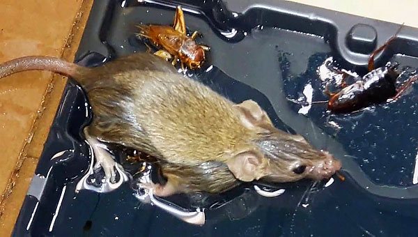 En annan nackdel med en sådan fälla är behovet av att bestämma vad man ska göra med en mus eller en råtta som redan har fastnat men ännu inte har dött ...