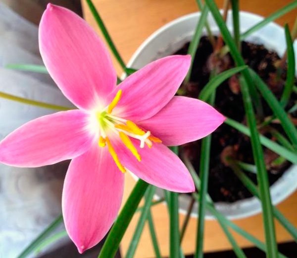 Another representative of pink zephyranthes