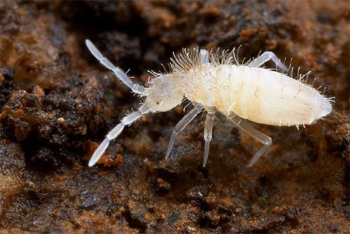 Another close-up photo of a springtail