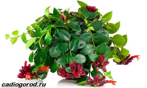 Aeschinanthus-flower-Description-features-types-and-care-of-Eschinanthus-1