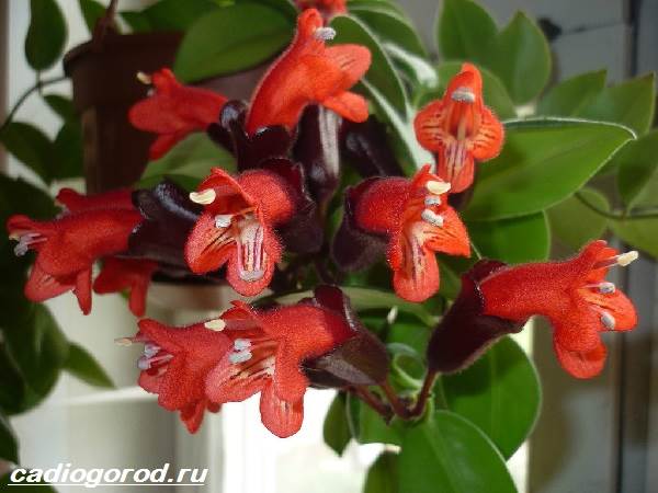 Aeschinanthus-цвете-Описание-характеристики-видове-и-грижа-за-Eschinanthus-10