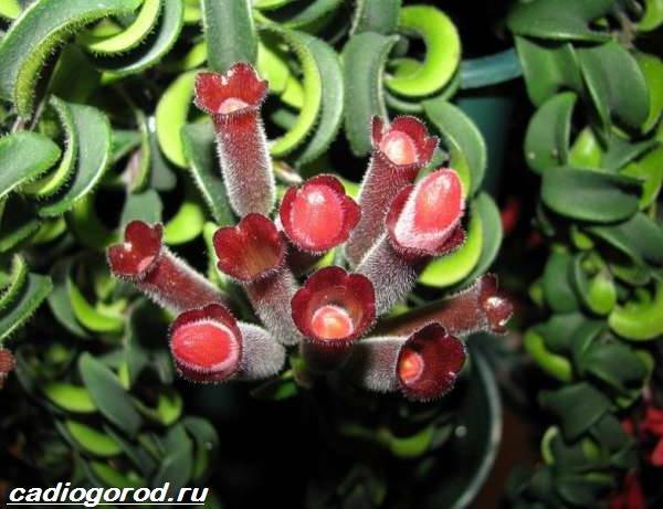 Aeschinanthus-flower-Description-features-types-and-care-of-Eschinanthus-2