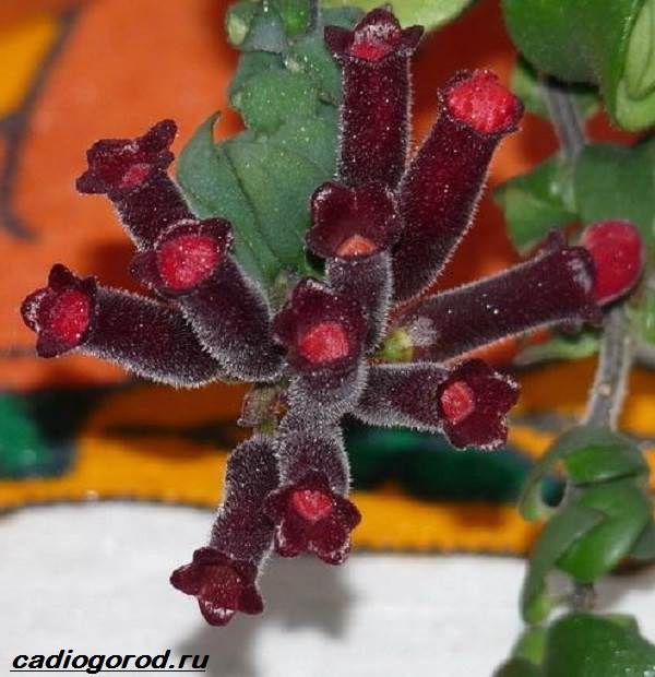 Aeschinanthus-цвете-Описание-характеристики-видове-и-грижа-за-Eschinanthus-5