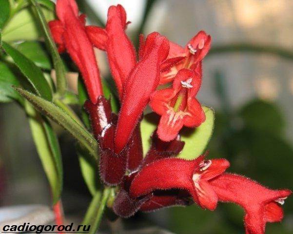 Aeschinanthus-цвете-Описание-характеристики-видове-и-грижа-за-Eschinanthus-6