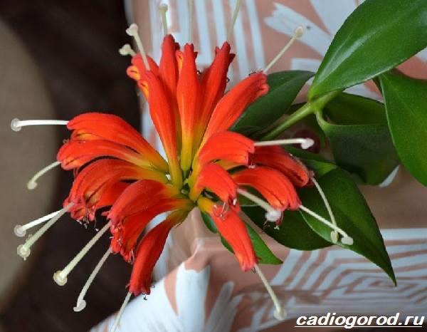 Aeschinanthus-flower-Description-features-types-and-care-of-Eschinanthus-7
