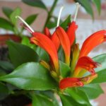 fotky eschinanthus
