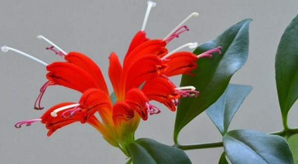 eschinanthus penjagaan rumah yang indah