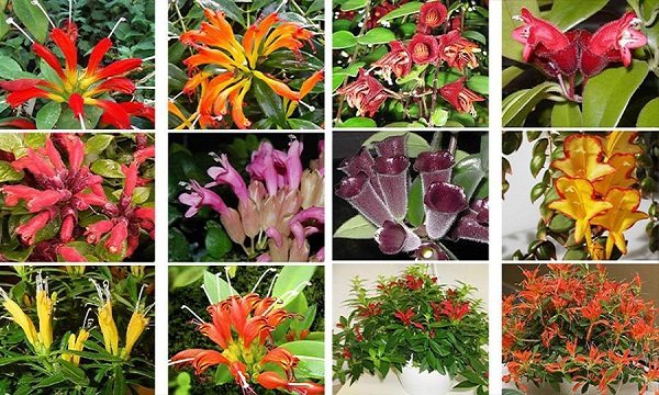 eschinanthus typer av foton och namn