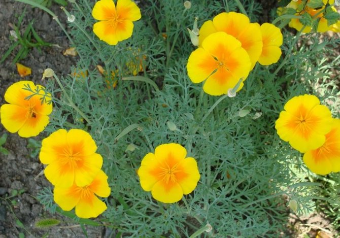 Escholzia prefers to grow in a sunny area, with abundant and long-term lighting.