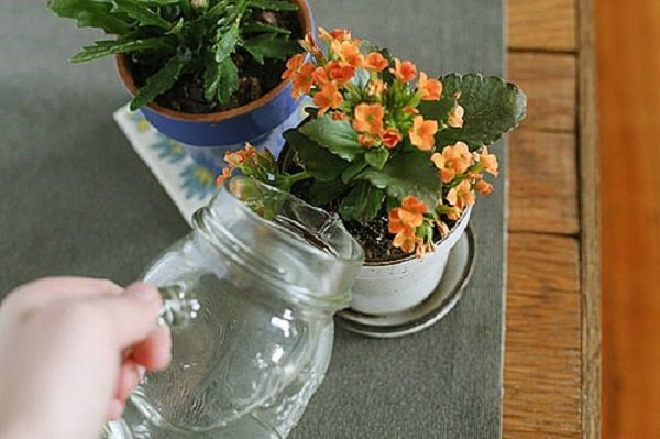 If you do not water Kalanchoe for a long time, it can last up to two months.