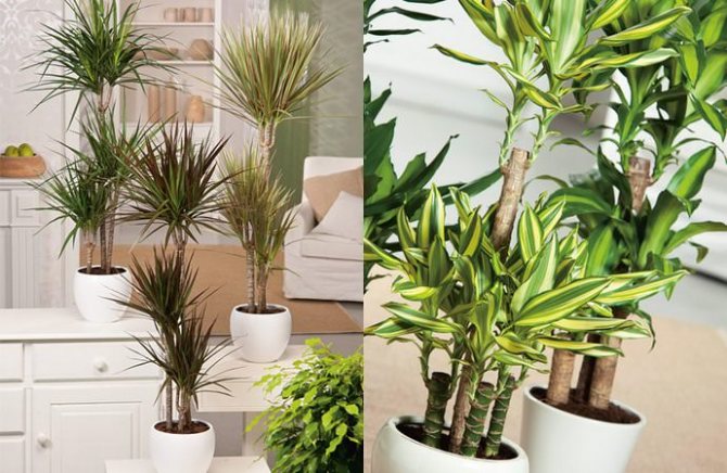 If the dracaena has grown too high, almost to the ceiling, then a breakdown of the stem is often observed, and to reduce the risk of this phenomenon, primary pruning is used