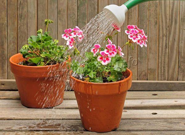 If geranium is watered more often than 1 time a week, then it will turn yellow