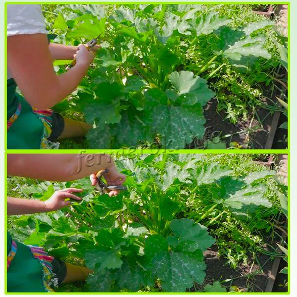 If the Cavili F1 zucchini grows in the shade, some of its leaves must be removed
