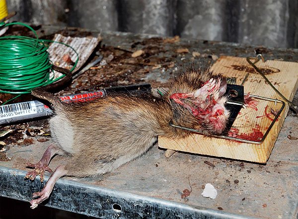 Om en sådan anordning bokstavligen river en råtta isär kan råttfällan lätt bryta en tass för en katt eller hund.