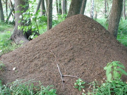 If the anthill is small, it is transferred to another place.