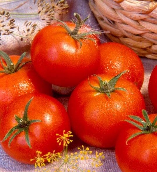 إذا بدأت في النمو بالبذور ، فإن الطماطم من هذا الصنف تعطي محصولًا بالفعل بعد 105 أيام من الإنبات.