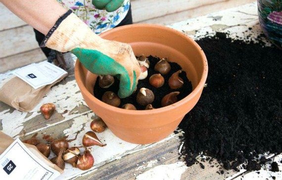 If you didn't manage to plant tulips in autumn - what to do?