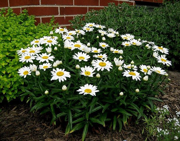 If the daisies overwinter normally in the open field, then the same gazania for the winter should be brought into the warmth.