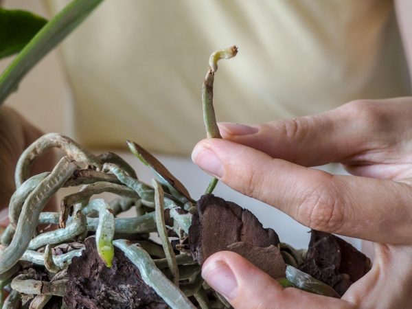 Om orkidén har bleknat i förtid kontrolleras växtrötternas tillstånd.