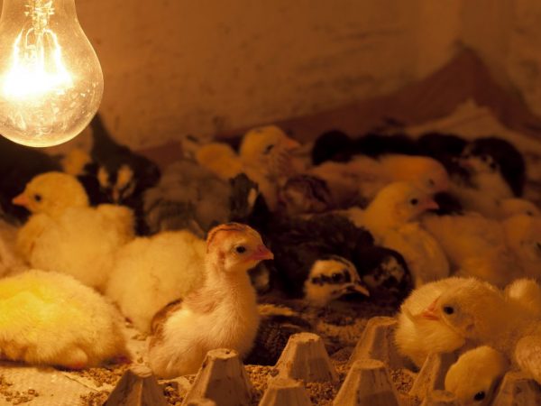 Поддържането на оптималната температура през зимата ще поддържа кокошките в добро здраве.