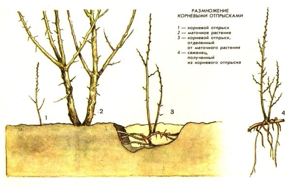 Om du snabbt måste föröka en havtornbuske, ta hänsyn till tillväxtförökningsmetoden