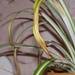 If the tips of the leaves dry out in chlorophytum, then first of all you should pay attention to the observance of the flower growing regime