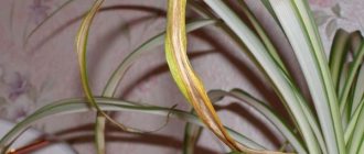 Sekiranya hujung daun kering dalam klorofitum, pertama sekali anda harus memperhatikan pemeliharaan rejim pertumbuhan bunga