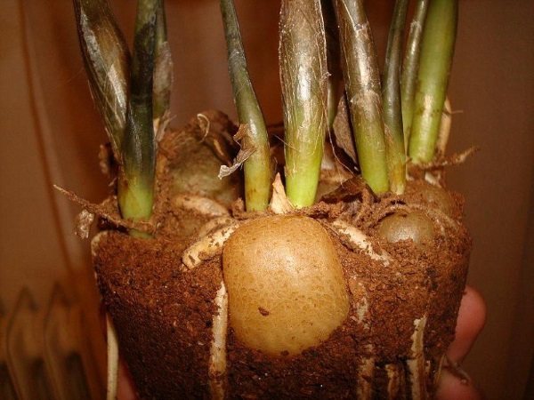 If the plant has rotted tuber