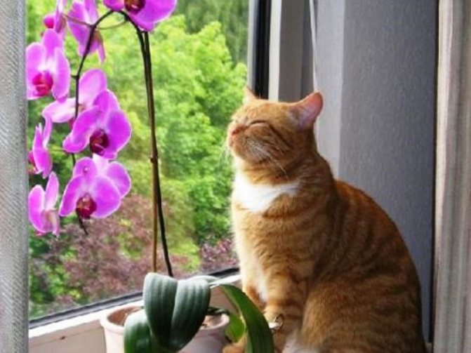 إذا كان هناك قطة في المنزل تحب قضم الزهور ، فمن الأفضل إبقاء السحلية المعالجة بـ Fundazol بعيدًا عن الحيوان لتجنب التسمم.