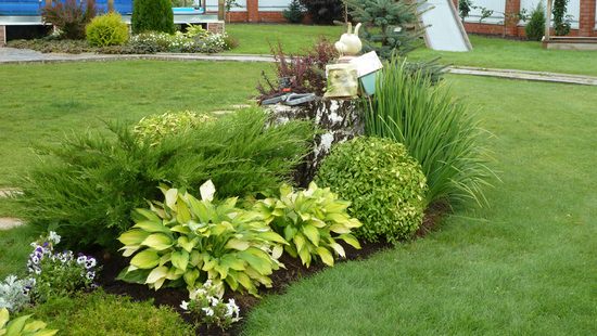 If there is a shade in the garden: use the hosta to decorate the site