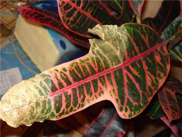If moisture does not reach the rhizome, croton leaves begin to dry.