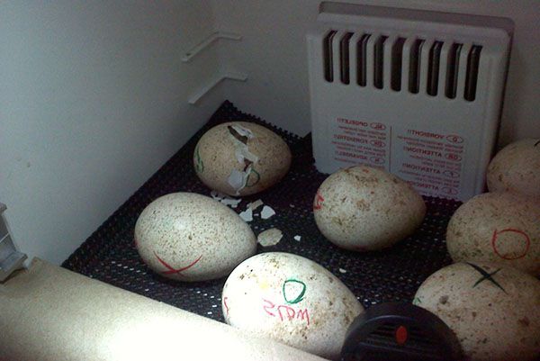 Sekiranya anda menukar telur dengan tangan, pastikan anda mencatat.