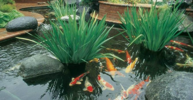 If you want to admire the pond and spend time near the pond, communicating with its inhabitants, an ornamental pond fish - goldfish, Koi carp or colored carp will suit you.
