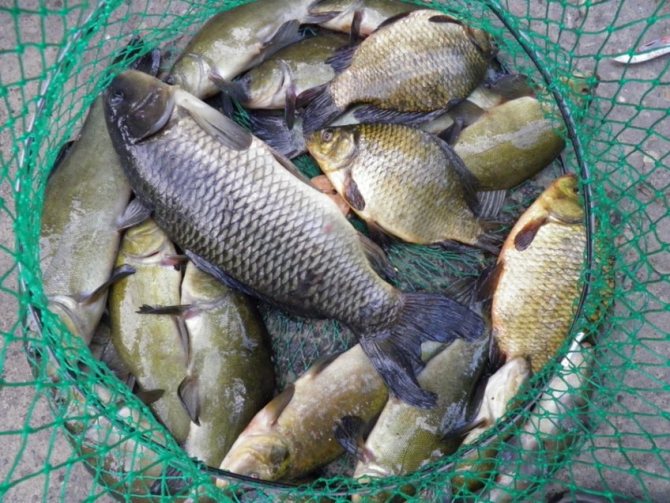 If you are not averse to fishing on the shore of your own reservoir and then having a picnic with the fish caught, then such types of fish for the pond as sterlet, common carp, silver carp, tench, white or black carp, common carp are suitable for you.