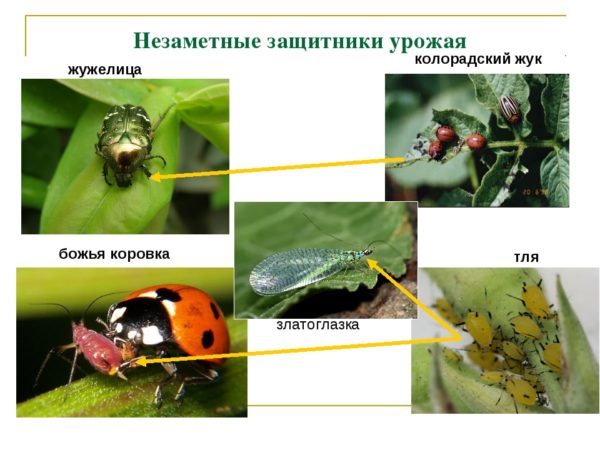 Естествени врагове на колорадския бръмбар, които птиците ядат колорадския бръмбар